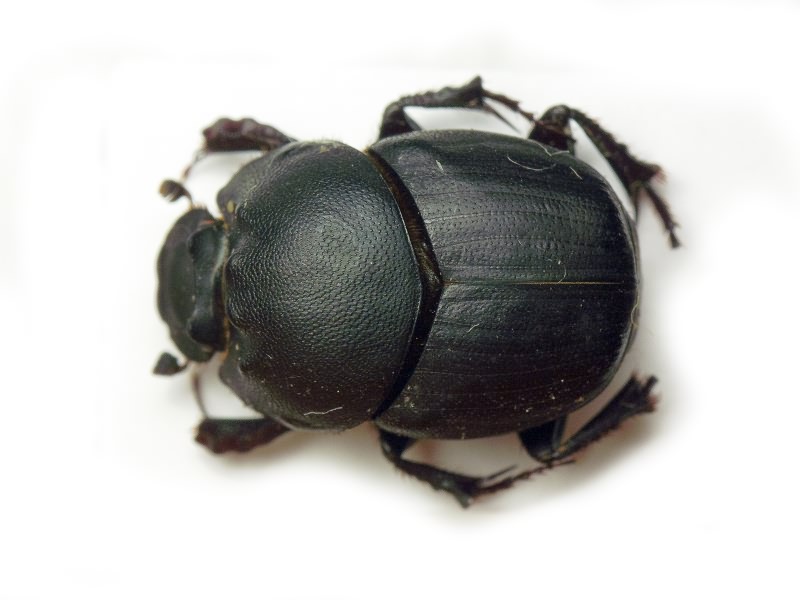 Onthophagus vitulus (Fabricius, 1776)